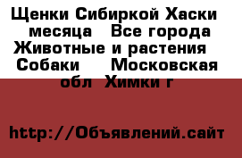 Щенки Сибиркой Хаски 2 месяца - Все города Животные и растения » Собаки   . Московская обл.,Химки г.